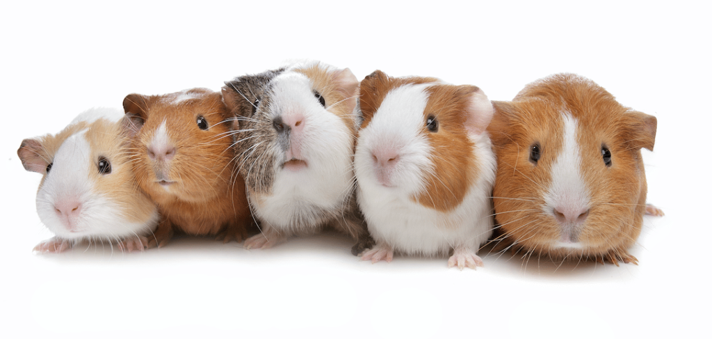 cute group of guinea pigs