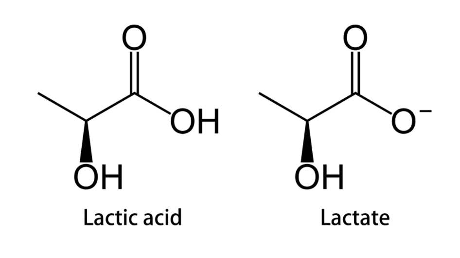 molecule of lactic acid and lactate