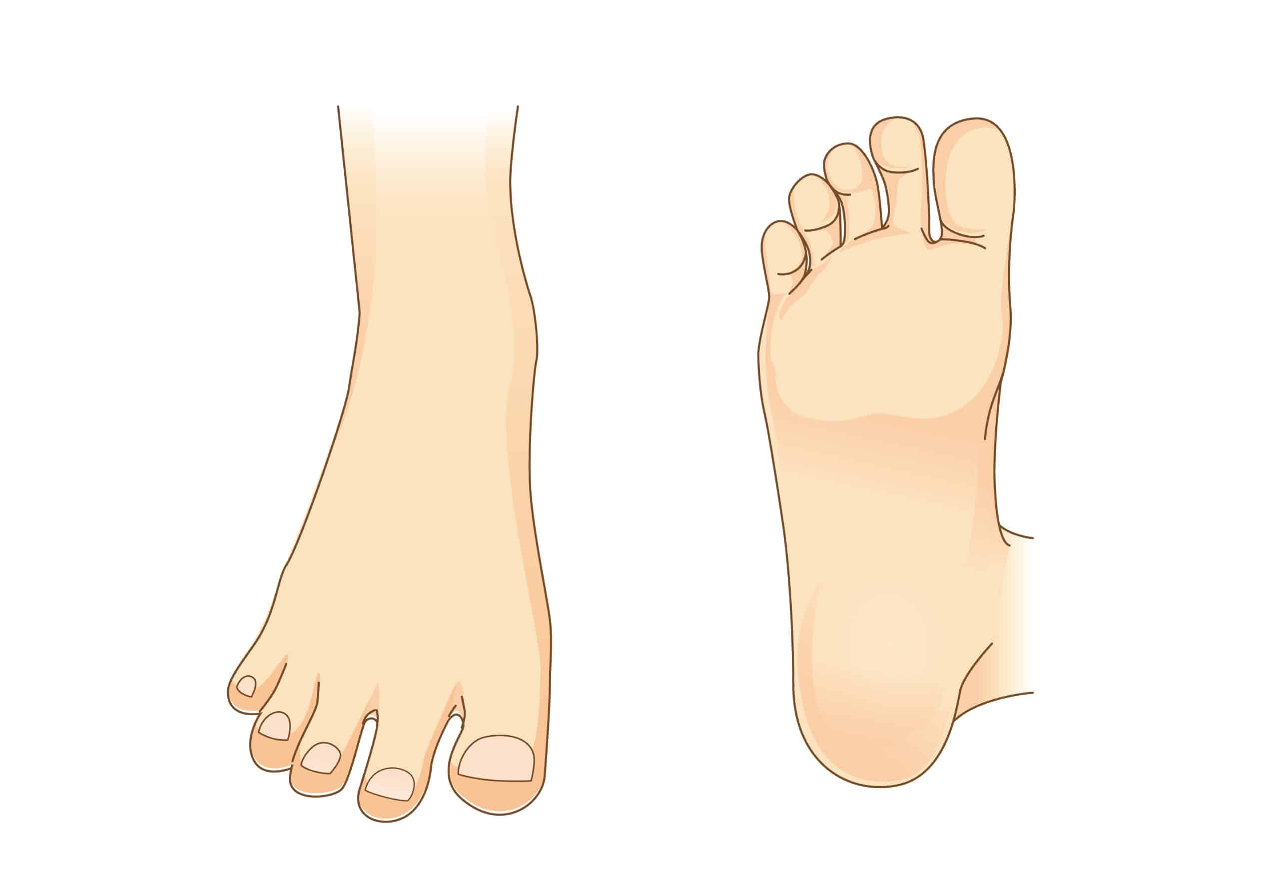 Foot,Vector,In,Side,View,And,Bottom,Of,Foot.,Illustration