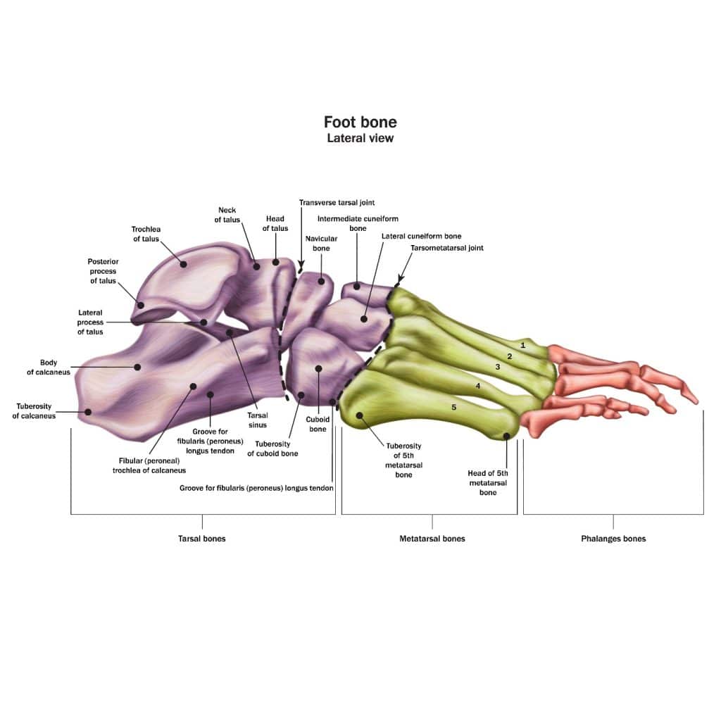 Side view of the bones of the foot
